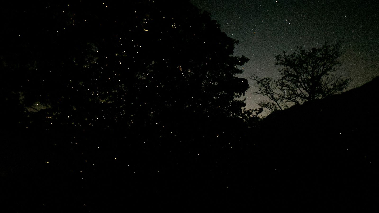 Fireflies Special Bhandardara  Camping and Trek to Sandhan Valley